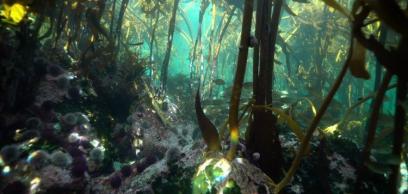 A Szentatya a Laudato Si’ hét megünneplésére hívja az Egyházat A Szentatya a Laudato Si’ hét megünneplésére hívja az Egyházat